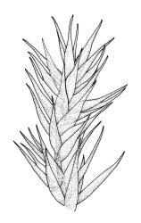 Sematophyllum subhumile var. contiguum, branch detail. Drawn from J.E. Beever 21-76, CHR 104573.
 Image: R.C. Wagstaff © Landcare Research 2016 